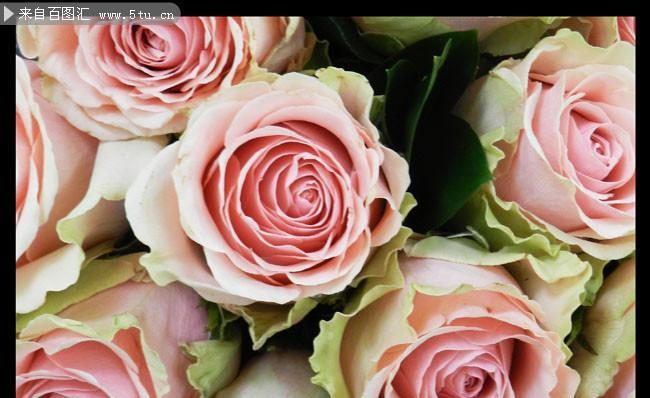 粉色玫瑰的寓意与象征（探索粉色玫瑰的含义与情感）