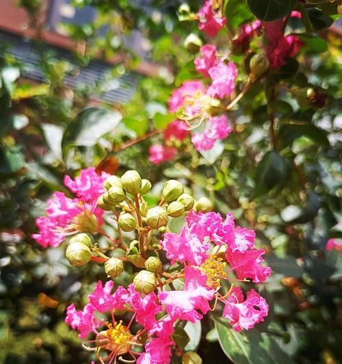 紫薇花的含义与象征——寓意丰富的花朵（解读紫薇花的心灵感悟和美丽神秘）