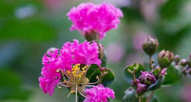紫薇花的含义与象征——寓意丰富的花朵（解读紫薇花的心灵感悟和美丽神秘）