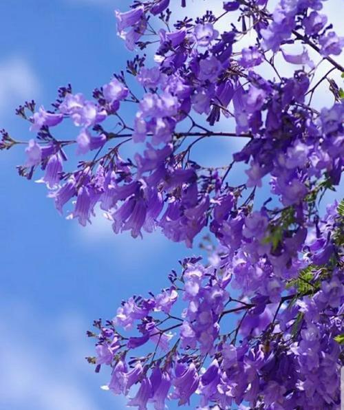 以鱼腥草为主题的花语和传说（呼唤希望与康复的魔法之花）