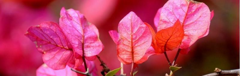 三角梅的花语和传说（美丽的三角梅）