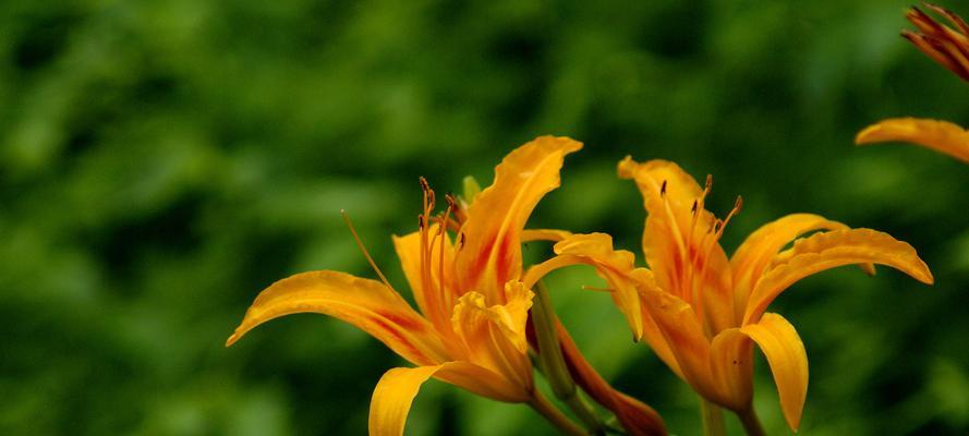 以萱草花的寓意象征（花开花落）