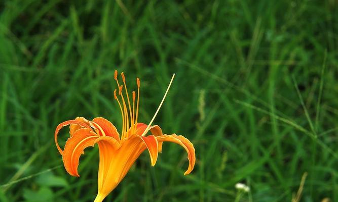 以萱草花的寓意象征（花开花落）