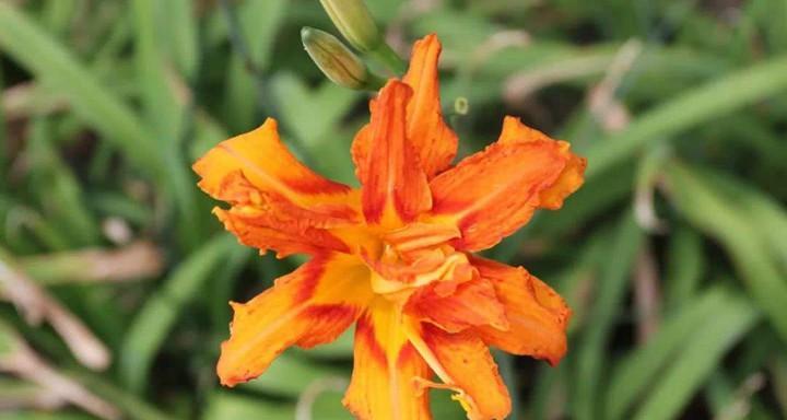 以萱草花的寓意象征（花开花落）