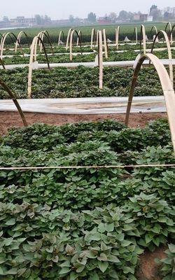 红薯苗几月份种植合适？最佳种植时间是什么时候？