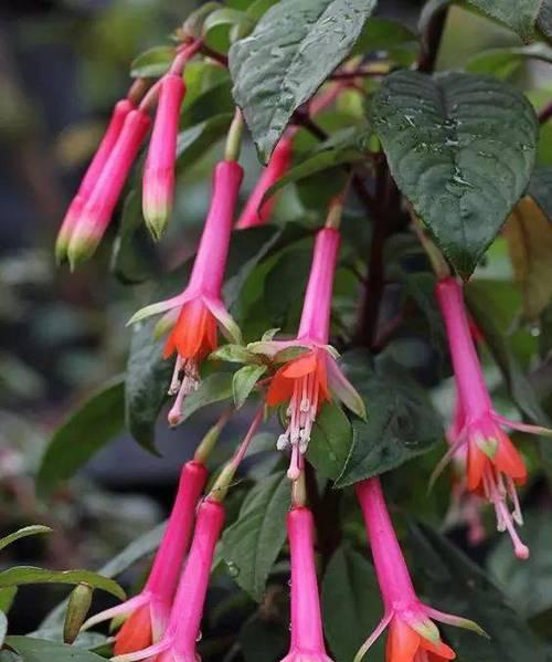 倒挂金钟花语寓意（以花语展现美丽与祝福）