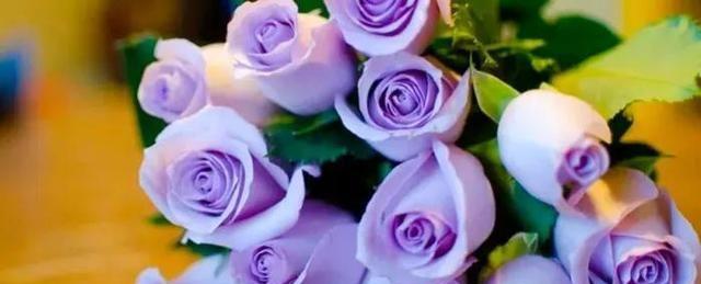 追寻浪漫花语的绝佳选择——玫瑰花（用玫瑰传递爱情的悸动）