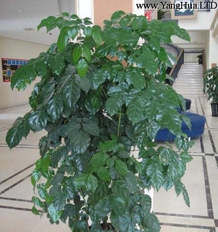 绿宝树的寓意与象征意义（以绿宝树为主题的花园设计和风水宜居）