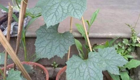 丝瓜冬天会冻死吗？如何在寒冷季节保护丝瓜藤？