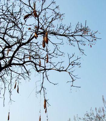 丝瓜冬天会冻死吗？如何在寒冷季节保护丝瓜藤？