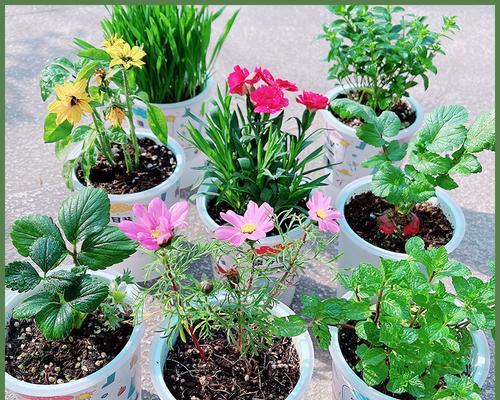 校园里适合种什么植物？如何选择适合的校园植物？