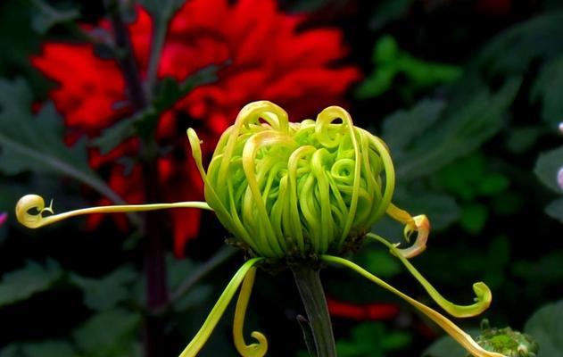 菊花（揭开菊花的丰富内涵与文化意义）