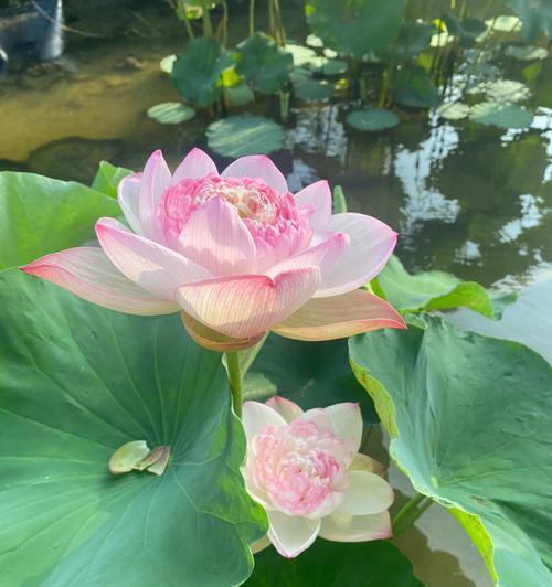 莲花的深刻寓意（探索莲花所代表的纯洁与卓越）