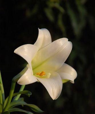 百合花冬季防寒技巧？如何确保百合花安全过冬？