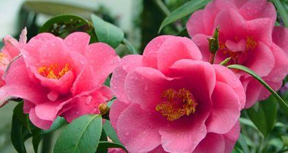 山茶花的花语与寓意（山茶花花语传递的美丽情感）