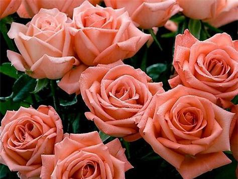 送玫瑰花的寓意与意义（传递爱情与祝福的芬芳之语）