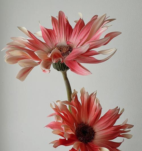 非洲菊（以非洲菊代表意思）