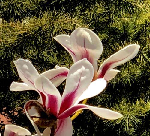 白玉兰（白玉兰的花语及文化内涵）