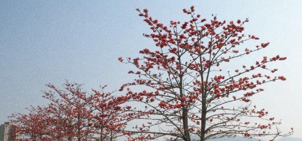 木棉树的象征意义及寓意（探索自然中的力量与美）