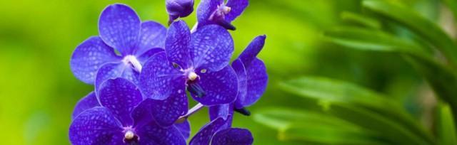 紫罗兰的花语和象征意义（探索紫罗兰花朵的美丽内涵及其象征性）