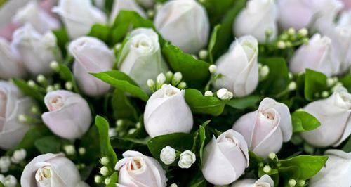 白玫瑰的代表意义与传承（纯洁）