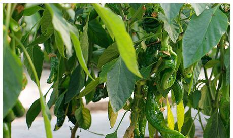 辣椒的根是什么样子的？如何正确识别辣椒根系？