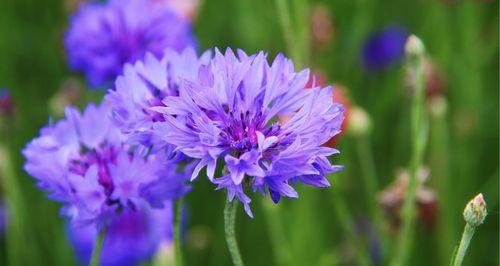 以蓝色矢车菊花语为主题的文章（探寻蓝色矢车菊的花语与寓意）