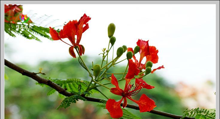 凤凰花什么时候开花？花期持续多久？