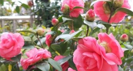 山茶花的意义与象征（探寻山茶花的美丽传说）