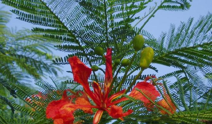凤凰花什么时候开花？花期持续多久？