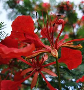 凤凰花什么时候开花？花期持续多久？