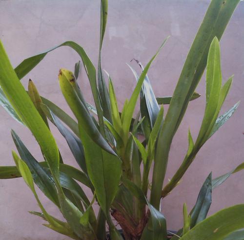 分株繁殖（探索植物繁衍的奇妙过程）