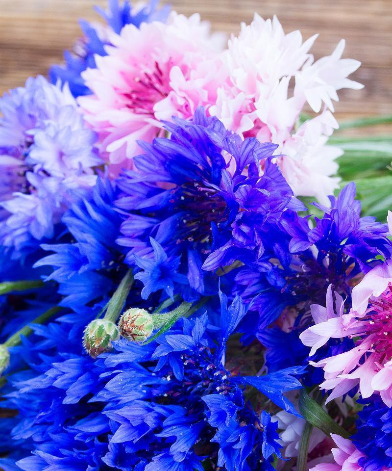 蓝色矢车菊的花语与意义（揭示蓝色矢车菊传递的深刻情感）