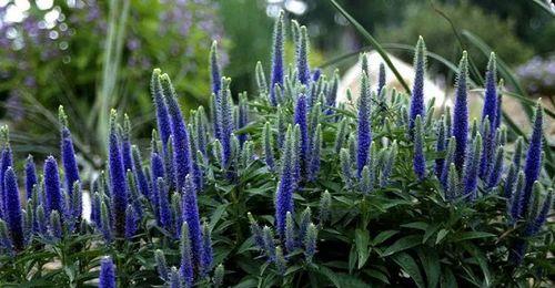 以婆婆纳的花语传递情感的魅力（探索婆婆纳花语的深意）