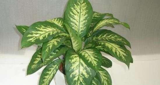 花叶万年青繁殖方法有哪些？繁殖过程中应注意什么？