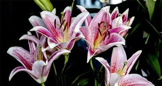 百合花的象征意义及其传承（花语百合）