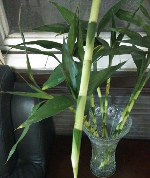 富贵竹一年能长多少？生长速度快慢如何判断？