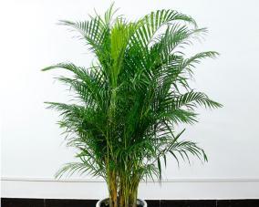 散尾花花语揭秘（探索散尾花的隐藏花语）