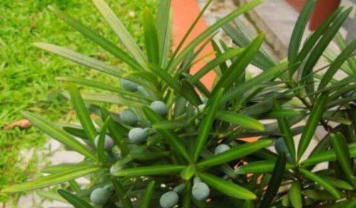 罗汉松（解析罗汉松的神秘魅力）