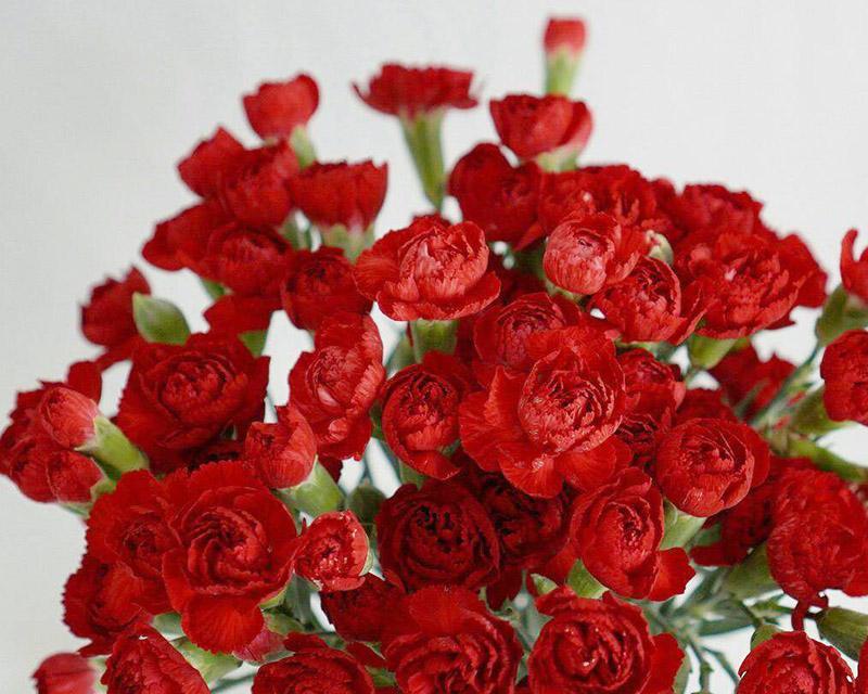 康乃馨花语的深意与解读（10朵康乃馨所传达的不同情感）