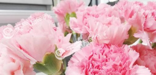 康乃馨花语的深意（康乃馨的花语及其象征意义）