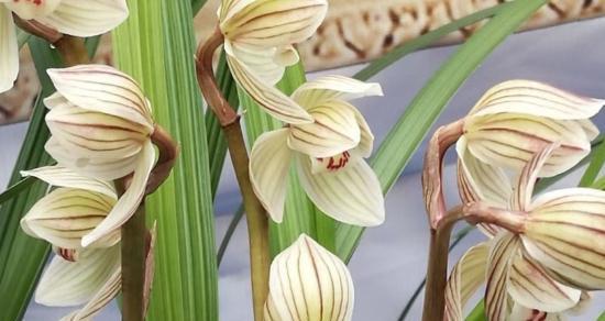 兰花之美（探索兰花的象征意义与文化价值）