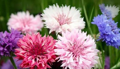 告别之花（爱情的尽头）