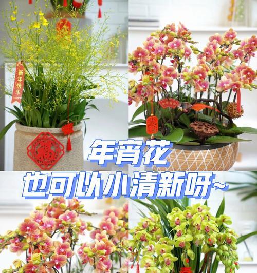 年宵花（绽放盛世）