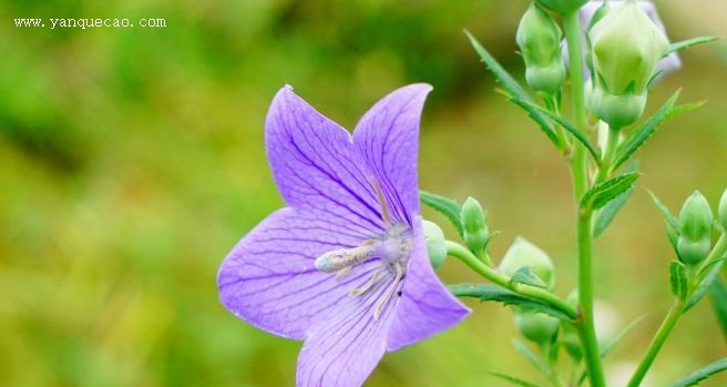 桔梗是几年生植物？了解桔梗的生命周期和种植要点？