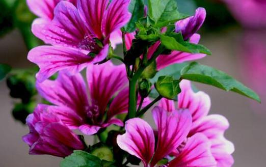 什么花代表喜欢的花语？如何用花表达爱意？