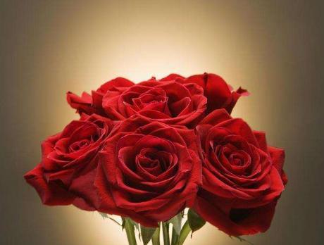 玫瑰花语（探索每一朵花的心意）