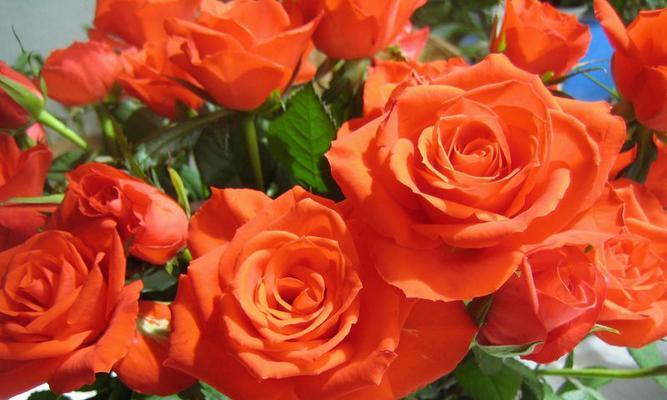 红玫瑰一年开几次花？如何确保持续开花？