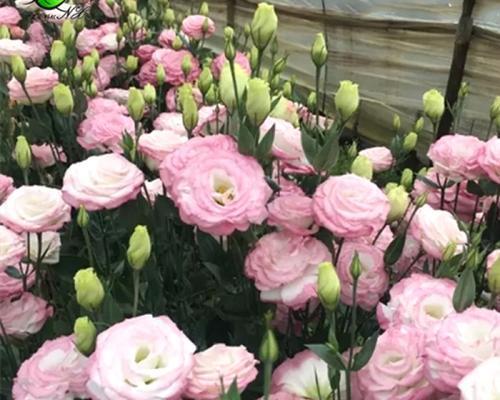 洋桔梗种球怎么保存？最佳种植时间是什么时候？