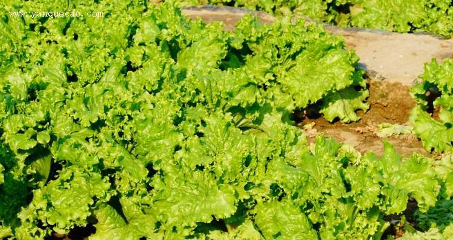 生菜什么时候种植最好？不同季节种植生菜的技巧是什么？